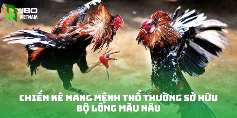 Chiến kê mang mệnh Thổ thường sở hữu bộ lông màu nâu